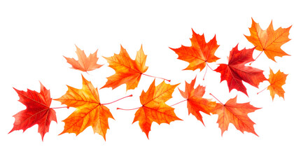 Fototapeta premium Autumn's Embrace: A vibrant display of autumn leaves in radiant shades of red and orange, artfully arranged to capture the season's beauty.