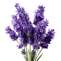 Obraz premium Lavender bouquet isolated on transparent background