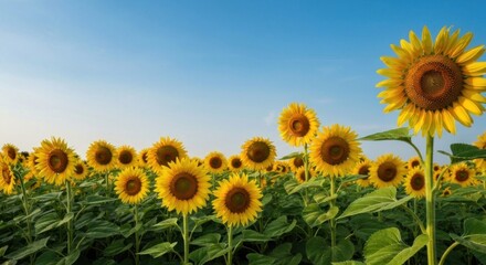 Obraz premium A vast field of sunflowers faces a clear, pale blue sky