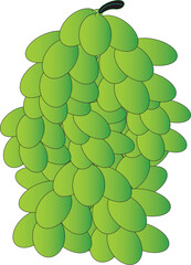 Bunch of Green Grapes Illustration
