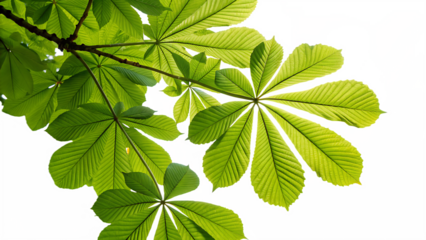 Vibrant green chestnut foliage displayed on transparent background