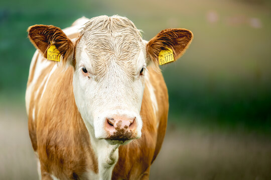 Close up portrait of of a beautiful cow with tags on ears.