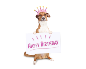 Dog holding happy birthday sign on white background. Funny dog sitting upright wearing a hair hoop with candles and holding large sign with paws. Harrier mix. Pet birthday concept. Selective focus.