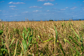 Corn field. Cereals for bakery in autumn