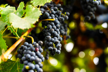 Ripe grapes on the vine. Purple grapes hanging on the vine in a vineyard