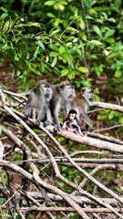 Family of monkeys o the bench