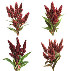Four Clusters of Red Sorghum Seed Heads with Green Leaves plant grain cutout png isolated on a transparent background