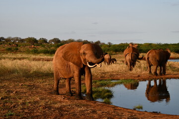 Fototapeta premium Majestic elephants gather near waterhole at sunset, wild Africa