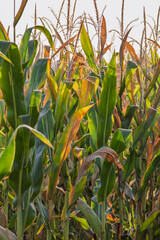 Corn field. Cereals for flour production