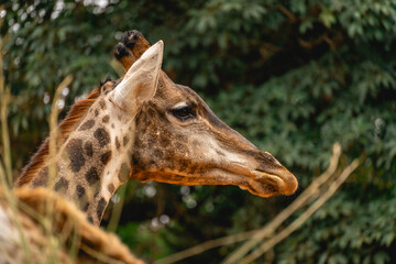 Close up from a giraffe in the Sao Paulo Zoo, in Brazil