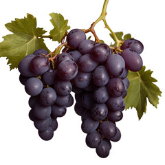 Bunch of grapes on white background.
