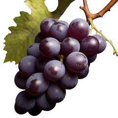 Single bunch of grapes with stem and leaves