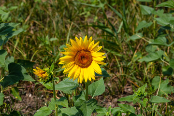 Sunflower field. Agriculture, sunflower seeds growing concept