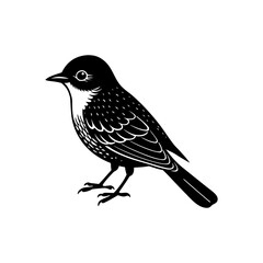 Painted Redstart Bird Vector