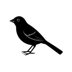 Rufous Browed Peppershrike Bird Graphic