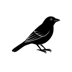 Thick Billed Vireo Bird Vector