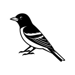 Yucatan Vireo Bird Illustration