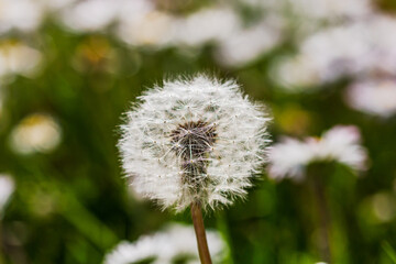 Obraz premium Nature scene with blooming taraxacum, commonly known as dandelion