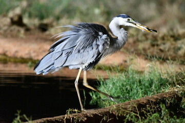 Heron catches fish at edge of water on grassy bank