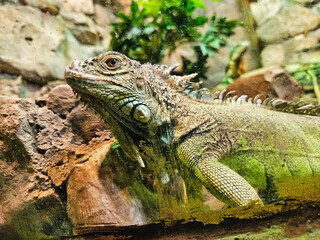 Green iguana clambers on branches. Green iguana in a tropical forest. Large green iguana lizard. Iguane 2. Closeup of iguana on rock 2. Green iguana. Big iguana lizard in terrarium.