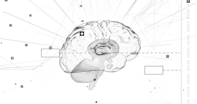 On load 3D brain model rotating revealing structures as data boxes drifting for anatomy view