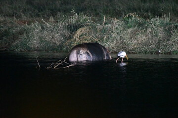 Hippopotamus and bird share peaceful night water scene