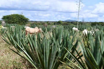 Cows graze peacefully in lush green agave field