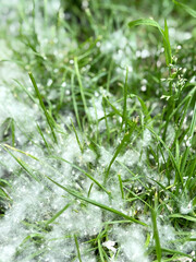 poplar fluff on the grass in the city. Allergy to plants