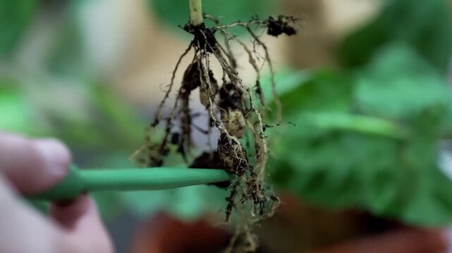 Inspection of the roots of the house plant arrowroot
