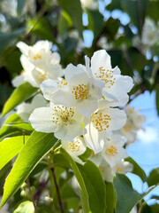 jasmine flowers on a bush in the park in summer close-up