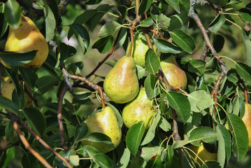 ripe pears on a tree branch in the garden on a sunny day
