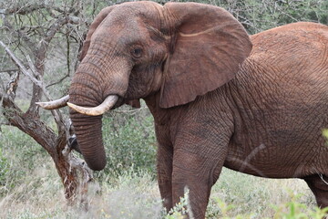 Majestic elephant with tusks in African savanna wilderness