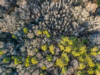 Aerial top down nature scene forest winter after Hurricane Helene in Appling Augusta