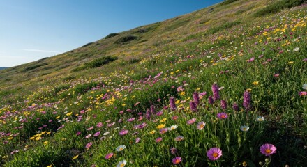 Colorful wildflowers blanket a hillside slope under a clear sky