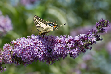 Old World Swallowtail or common yellow swallowtail (Papilio machaon) sitting on summer lilac in Zurich, Switzerland