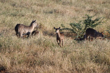 Graceful antelopes grazing in sunlit savanna grassland