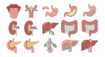 Human Internal Organs Anatomy Illustration Set Tongue Thyroid Stomach Kidney Liver Intestine.