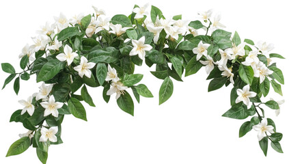 Arching Garland of White Jasmine Flowers and Green Leaves on Transparent Background floral cutout png isolated on a transparent background