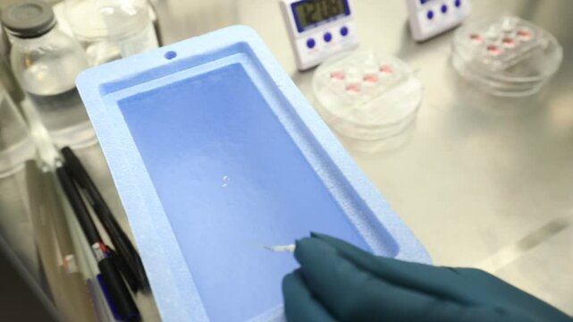 A close-up view of a scientist in a laboratory wearing gloves, carefully pipetting a sample into a petri dish under a microscope. Multiple petri dishes and timers are visible on the sterile metal surf