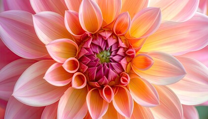 Close Up of a Pink Dahlia with Yellow Tones and Overlapping Petals in Studio Lighting
