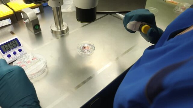 A close-up view of a scientist in a laboratory wearing gloves, carefully pipetting a sample into a petri dish under a microscope. Multiple petri dishes and timers are visible on the sterile metal surf