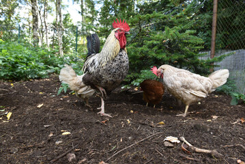 Haushühner mit Hahn suchen Futter im Freigehege 