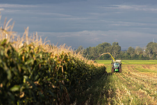 Modern forage harvester combiner harvesting silage maize corn tractor trailer corn field warm sunny autumn morning with overcast cloudy sky. Heavy agricultural machinery work. Livestock feeding corn
