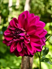 Purple dalia pinnata