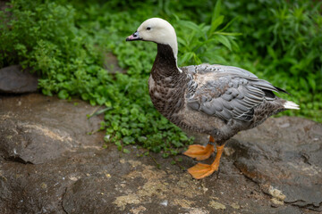 Adult beautiful duck with a white head and grey feathers.
