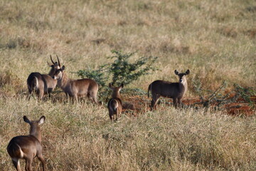 Obraz premium Graceful antelopes graze peacefully in golden dry grass