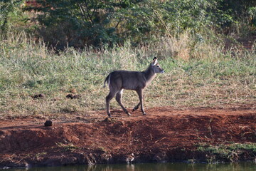 Young antelope walks by water in sunny savanna landscape