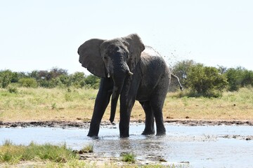 Obraz premium Elefantenbulle (loxodonta africana) am Wasserloch Tsumcor im Etoscha Nationalpark