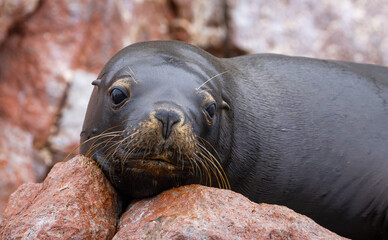 Eine Robbe in Paracas, Peru