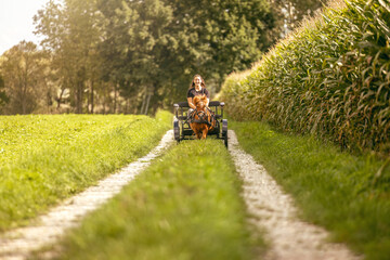 Fototapeta premium Woman driving a Shetland pony cart on country paths in summer